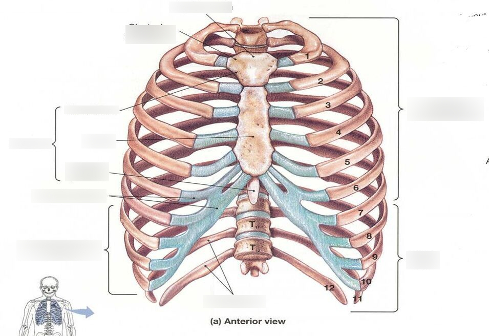 Ребра у человека фото по номерам Thoracic Cage: sternum and ribs Diagram Quizlet