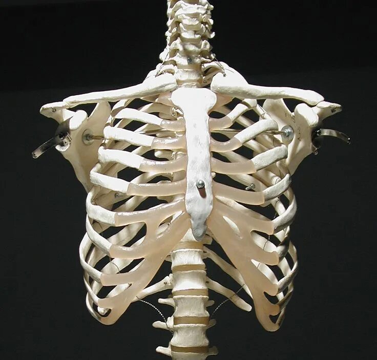 Ребра у человека фото по номерам Human rib cage, front view Rib cage anatomy, Human ribs, Human rib cage