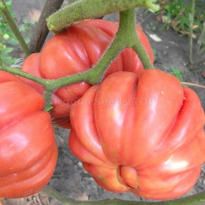 Ребристые помидоры сорта фото Reviews "American Ribbed Red" - Organic Tomato Seeds - ❀ Shipping is free for or