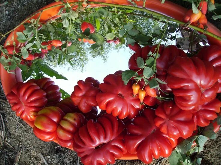 Ребристые помидоры сорта фото Сорт томата Американский ребристый Vegetables, Tomato