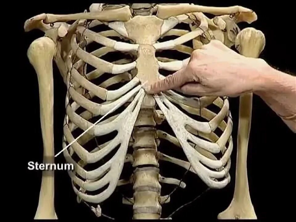 Ребро фото кости HUMAN SKELETAL SYSTEM - YouTube Portretten tekenen, Portret