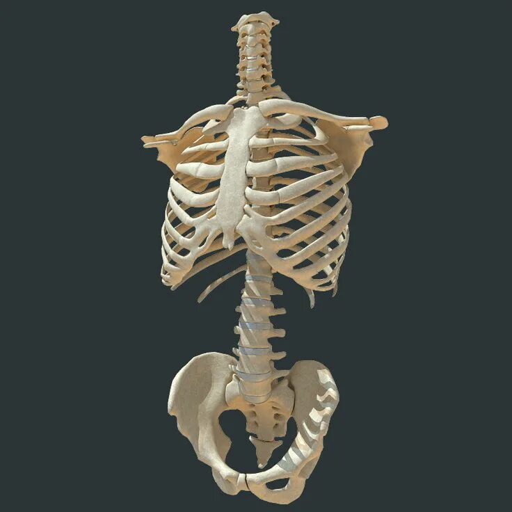 Ребро фото кости torso skeleton 3d 3ds Human anatomy art, Skeleton anatomy, Skeleton drawings