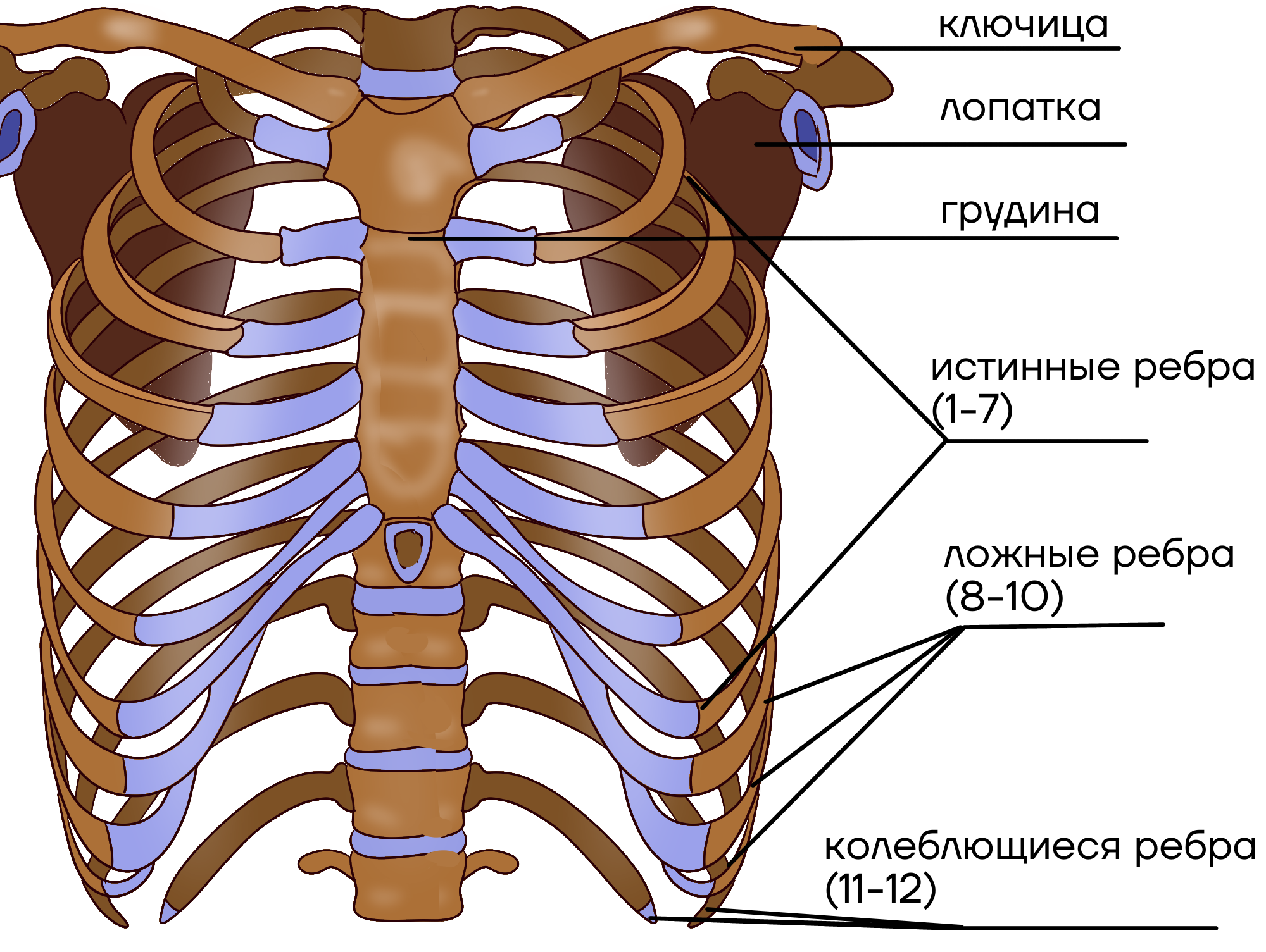 Ребро фото кости Чечил меню - CoffeePapa.ru