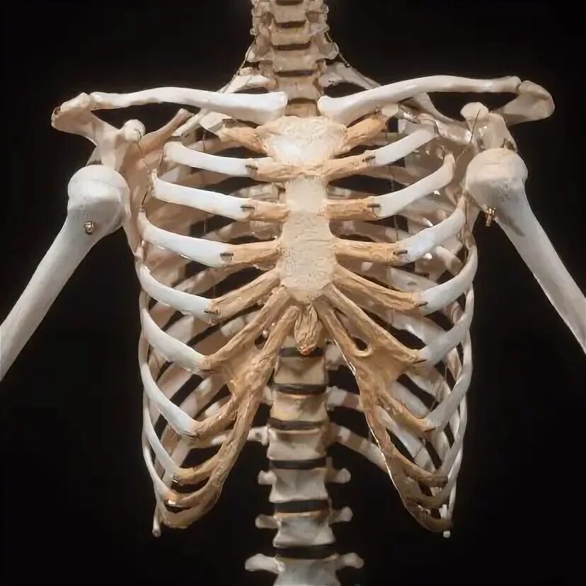 Ребро фото кости Bel Marra Health Bones, Anatomy bones, Human skeleton anatomy