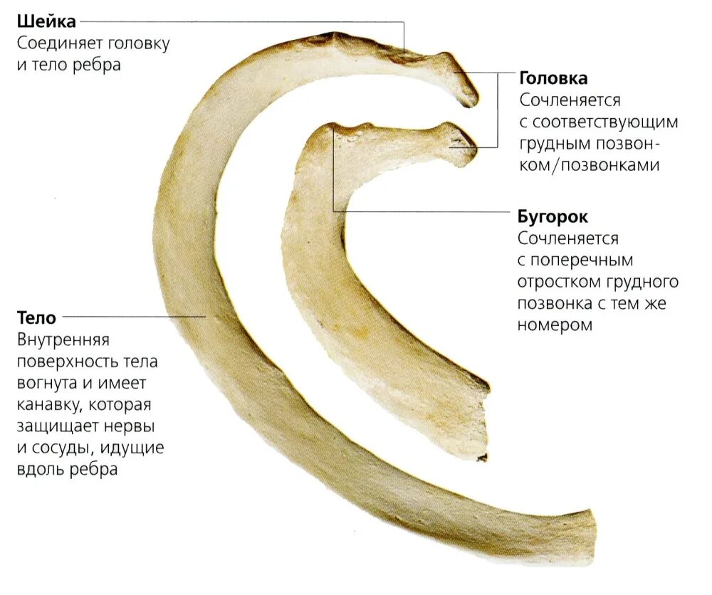 Ребро фото кости Второе ребро - CoffeePapa.ru