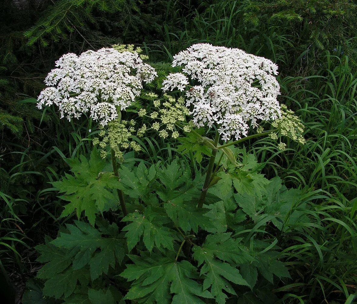 Реброплодник уральский фото Heracleum moellendorffii - Image of an specimen - Plantarium