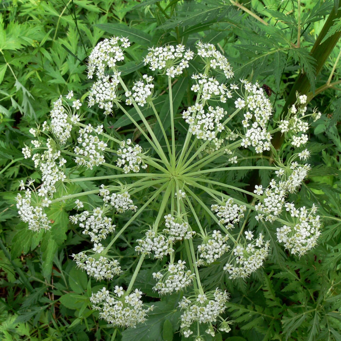 Реброплодник уральский фото Pleurospermum uralense - Image of an specimen - Plantarium