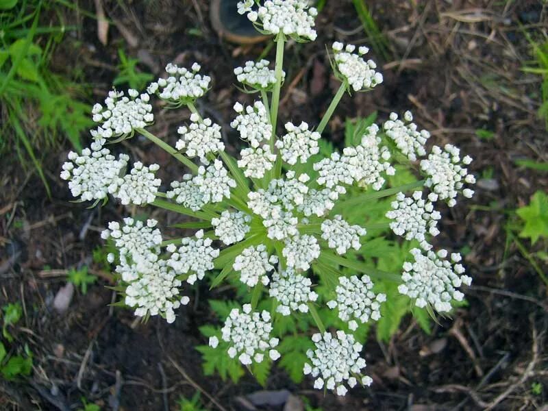 Реброплодник уральский фото Pleurospermum uralense - Image of an specimen - Plantarium