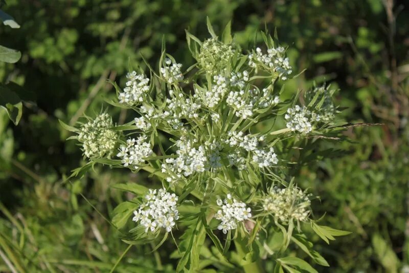 Реброплодник уральский фото Pleurospermum uralense - Image of an specimen - Plantarium