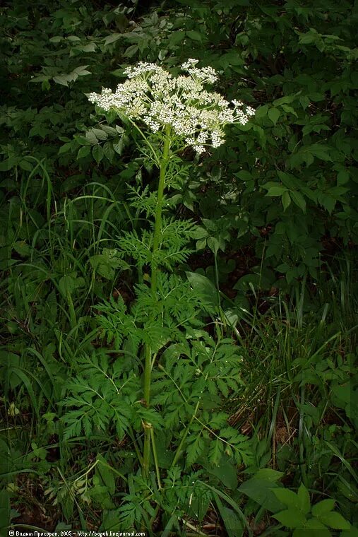 Pleurospermum uralense - Image of an specimen - Plantarium