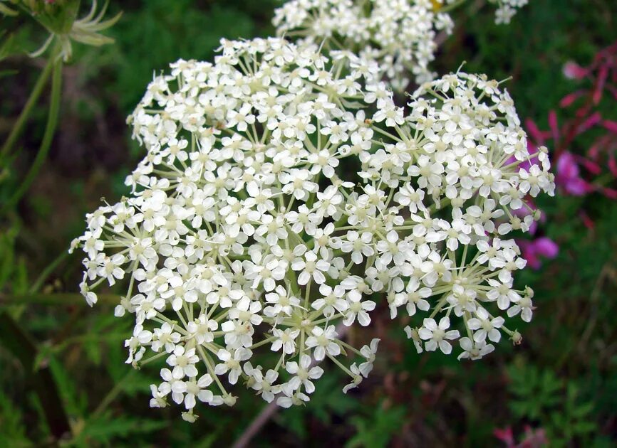 Реброплодник уральский фото Pleurospermum uralense - Image of an specimen - Plantarium