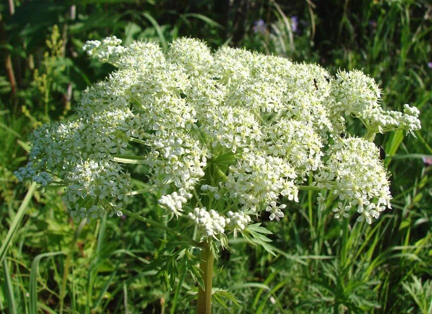 Реброплодник уральский фото Pleurospermum uralense - Image of an specimen - Plantarium