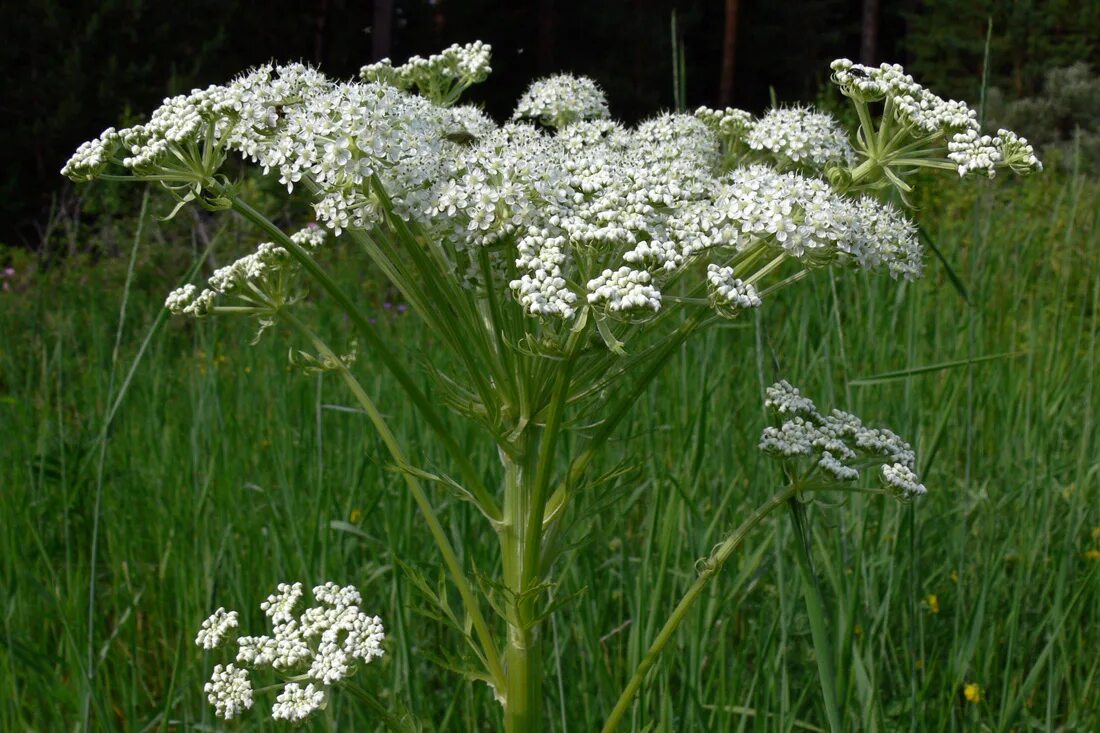 Реброплодник уральский фото Pleurospermum uralense - Image of an specimen - Plantarium