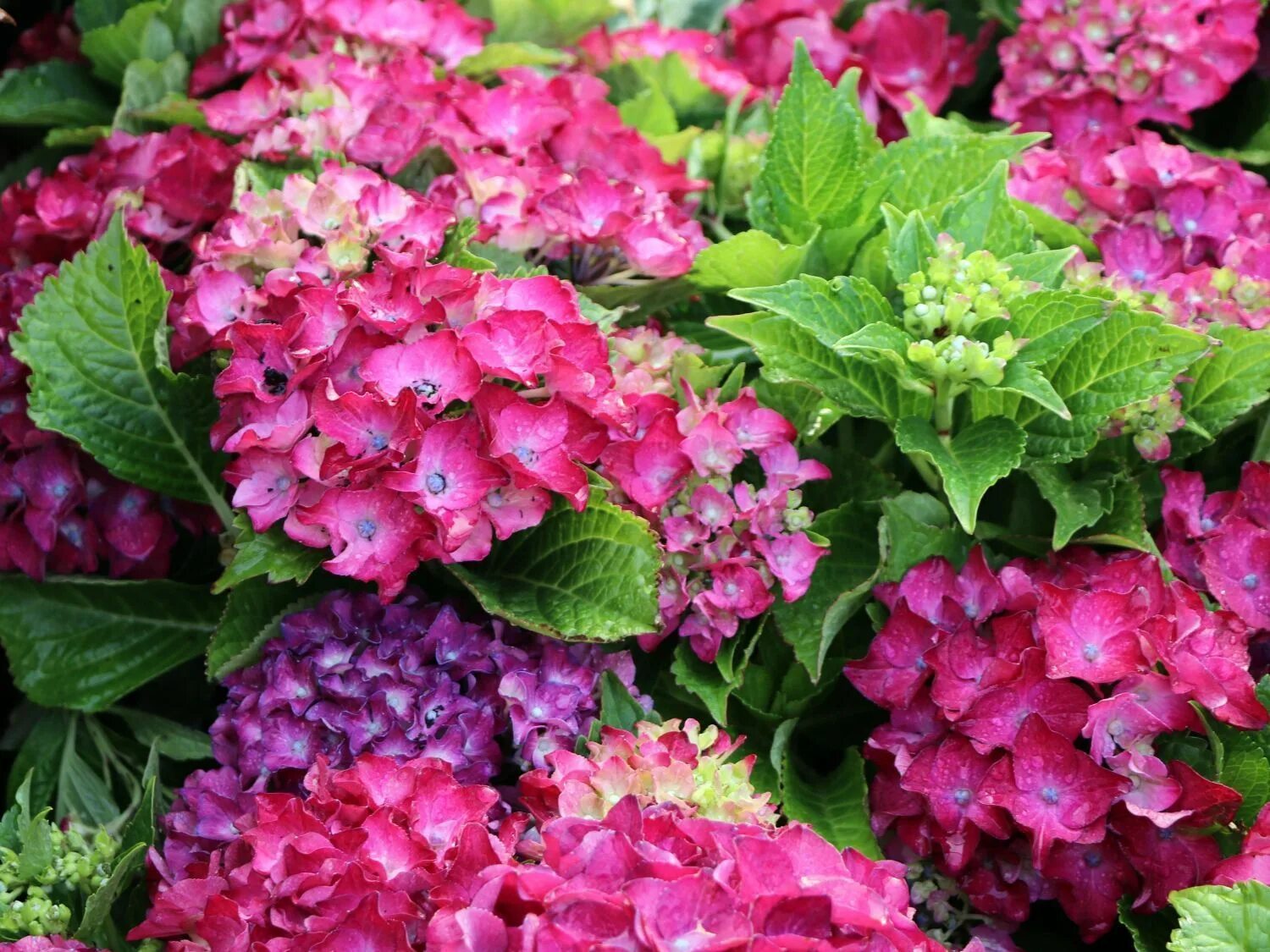 Hydrangea red: найдено 89 картинок