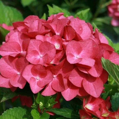 Ред барон гортензия крупнолистная фото Hydrangea Hot Red