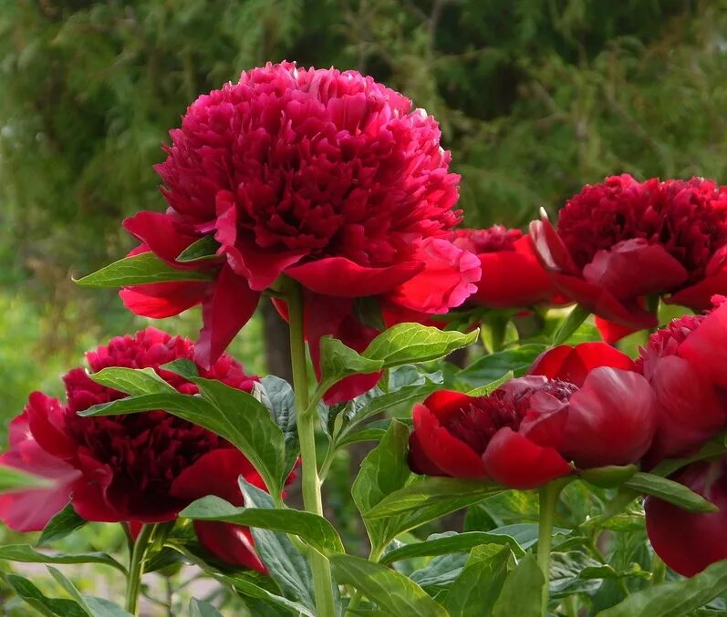 Ред чарм пион фото и описание отзывы Пион травянистый РЕД ЧАРМ (Paeonia Red Charm) / Садовый центр Селятино