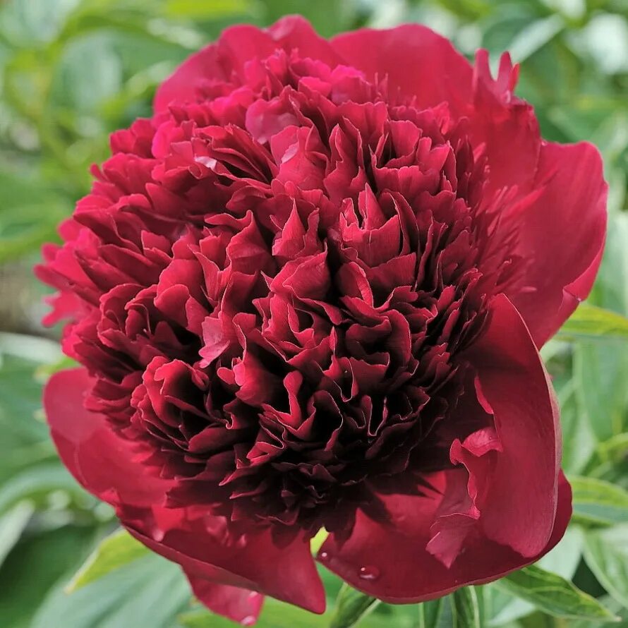 Ред чарм пион фото и описание отзывы Пион Рэд Чарм (Paeonia Red Charm) купить в Новосибирске - Калина красная