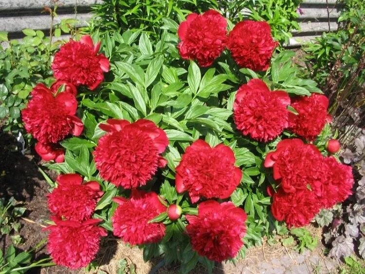 Ред чарм пион фото и описание отзывы Пион травянистый РЕД ЧАРМ (Paeonia Red Charm) / Садовый центр Селятино