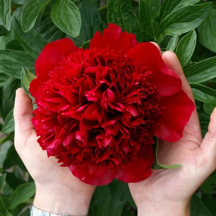 Ред чарм пион фото и описание отзывы True Red Peony Bulbs For Sale Online Red Charm (Fragrant) Fotos blumen, Schöne b