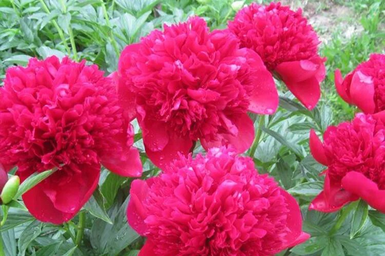 Ред чарм пион фото и описание отзывы Пион гидбрид Ред Шарм (Paeonia hybrid Red Charm) - Питомник Летний сад