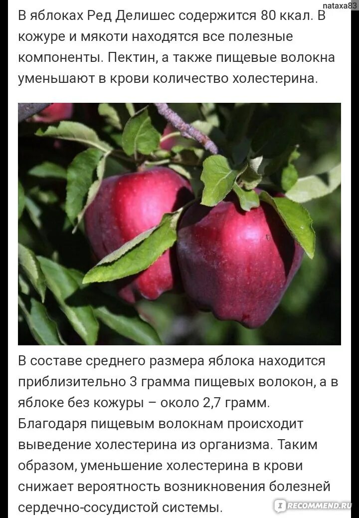 Ред чиф яблоня описание сорта фото отзывы Фрукты Яблоки RED DELICIOUS (Ред Делишес) - "Надоело бегать по магазинам в поиск