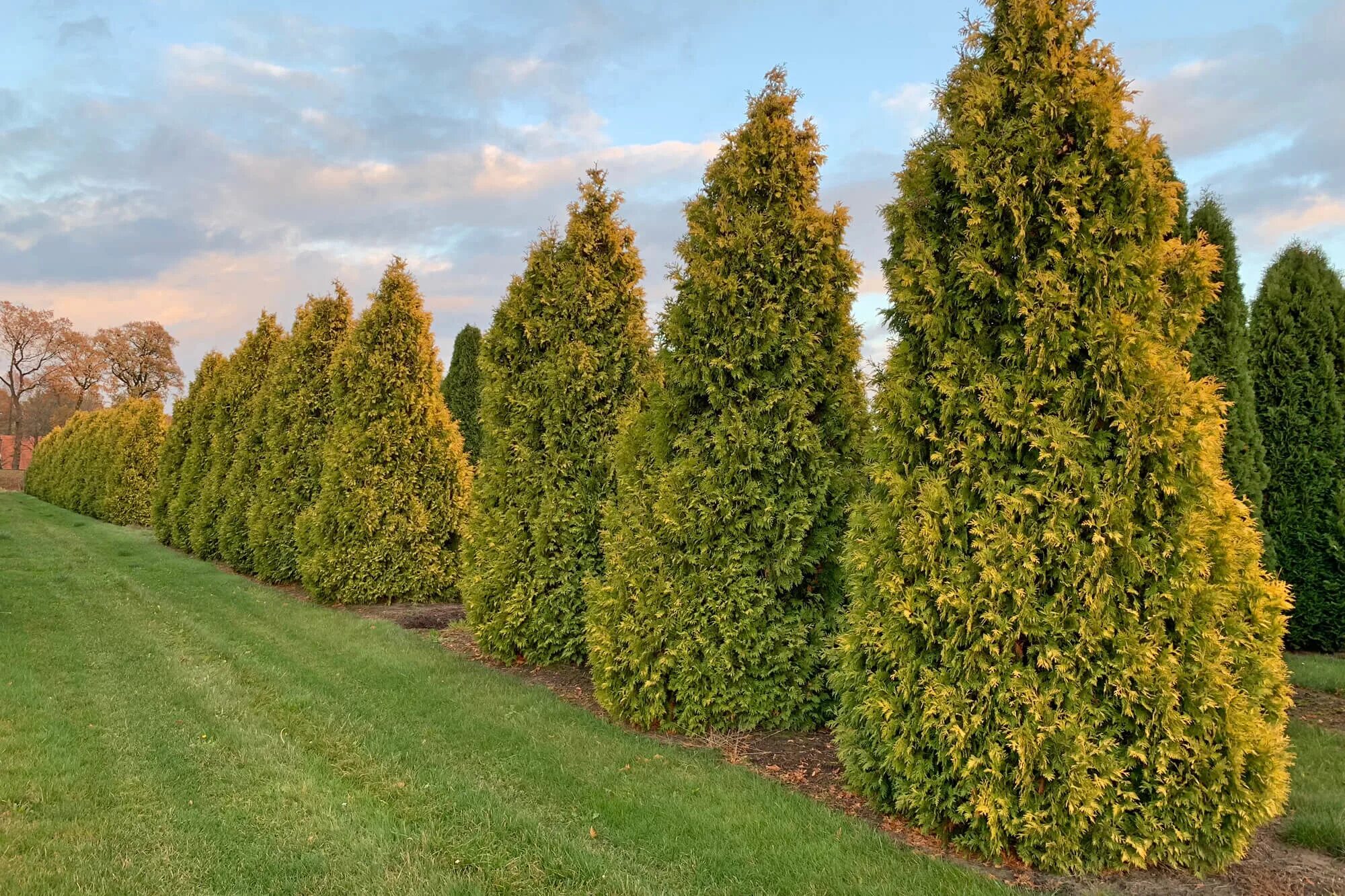 Ред голд туя описание фото Купить Туя западная Golden Brabant - Туя - GardenPlants