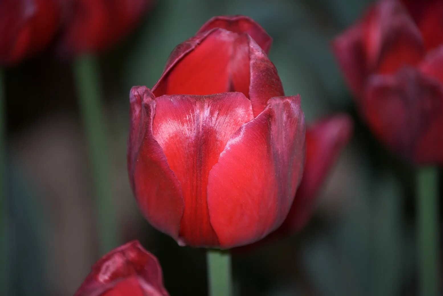 Ред голд тюльпан фото и описание Free photo: Red tulip - Bloom, Blossom, Field - Free Download - Jooinn