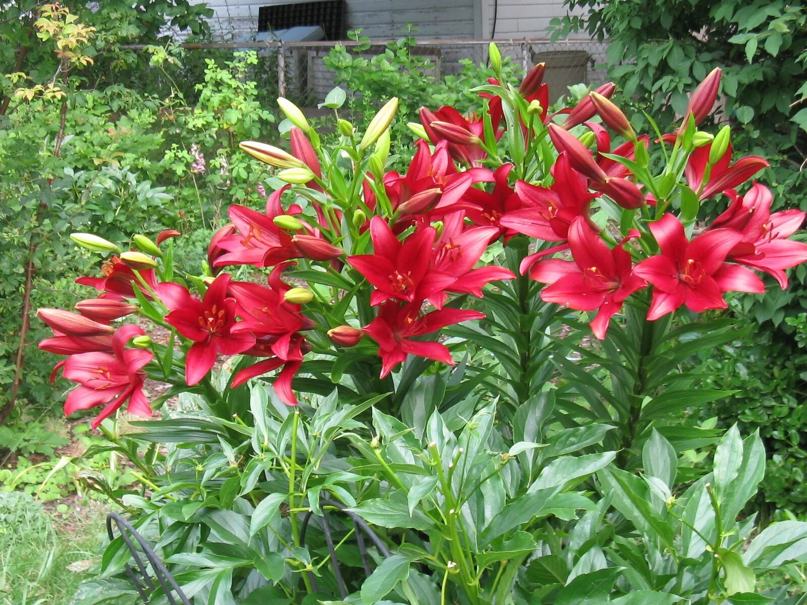 Ред хайленд лилия фото Lilium Flowering Season