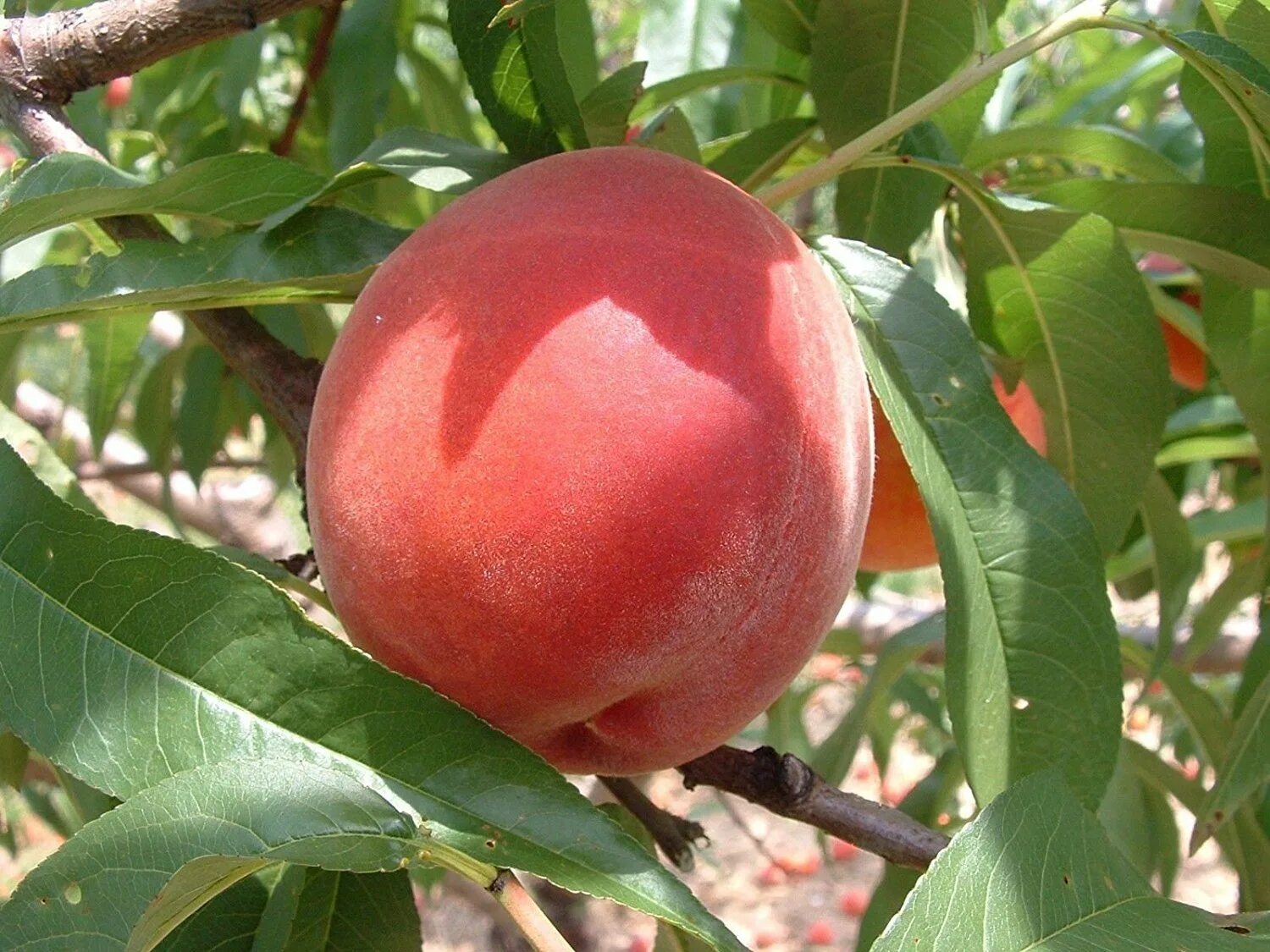 Ред хевен персик описание сорта фото отзывы The Damage That Peach Leaf Curl Can Do to Your Peach Trees! Peach trees, Peach, 