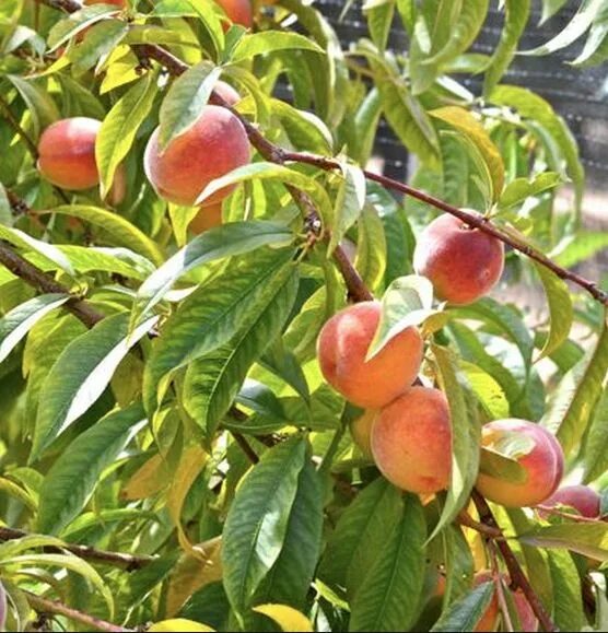 Ред хевен персик описание сорта фото отзывы REDHAVEN Peaches: Medium size; very red skin; skin is tough and firm; freestone;