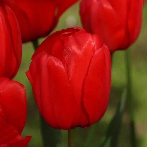 Ред импрешн тюльпан фото и описание сорта 5 RED Impression Apeldoorn Darwin Hybrid Tulips Large bulbs Large Bloom Naturali