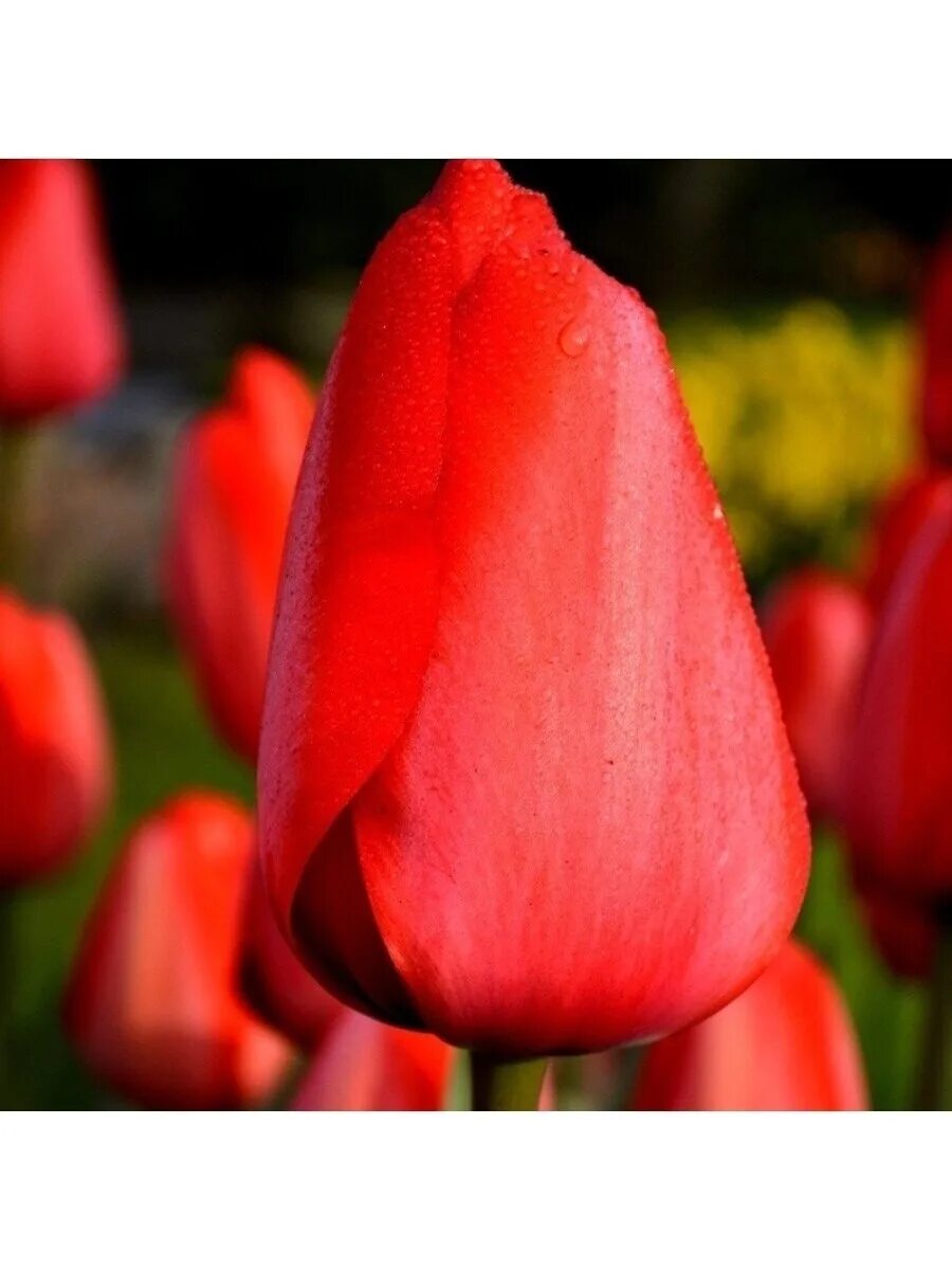 Ред импрессион тюльпан фото Луковичные цветы Тюльпан Лалибела 5 шт. Leflower 36941336 купить в интернет-мага