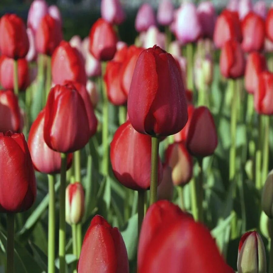 Ред импрессион тюльпан фото Купить тюльпан ред прауд (tulipa red proud), 10 шт (разбор 12/14) по цене 690 ру