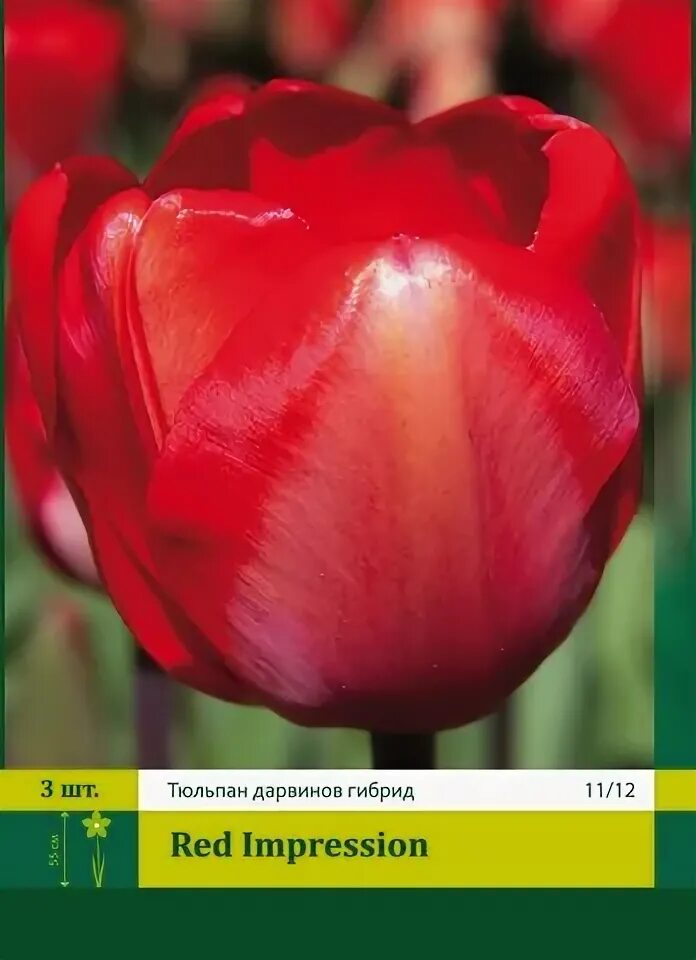 Ред импрессион тюльпан фото 15093, Тюльпан Рэд Импрешен ( TULIPA RED IMPRESSION) 11/12( 3 шт.) купить оптом 