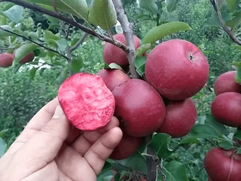 Ред кетти яблоня описание отзывы фото морозостойкость Саженцы яблони Ред Кетти купить в Москве, растения по цене от 490 руб. в питомни