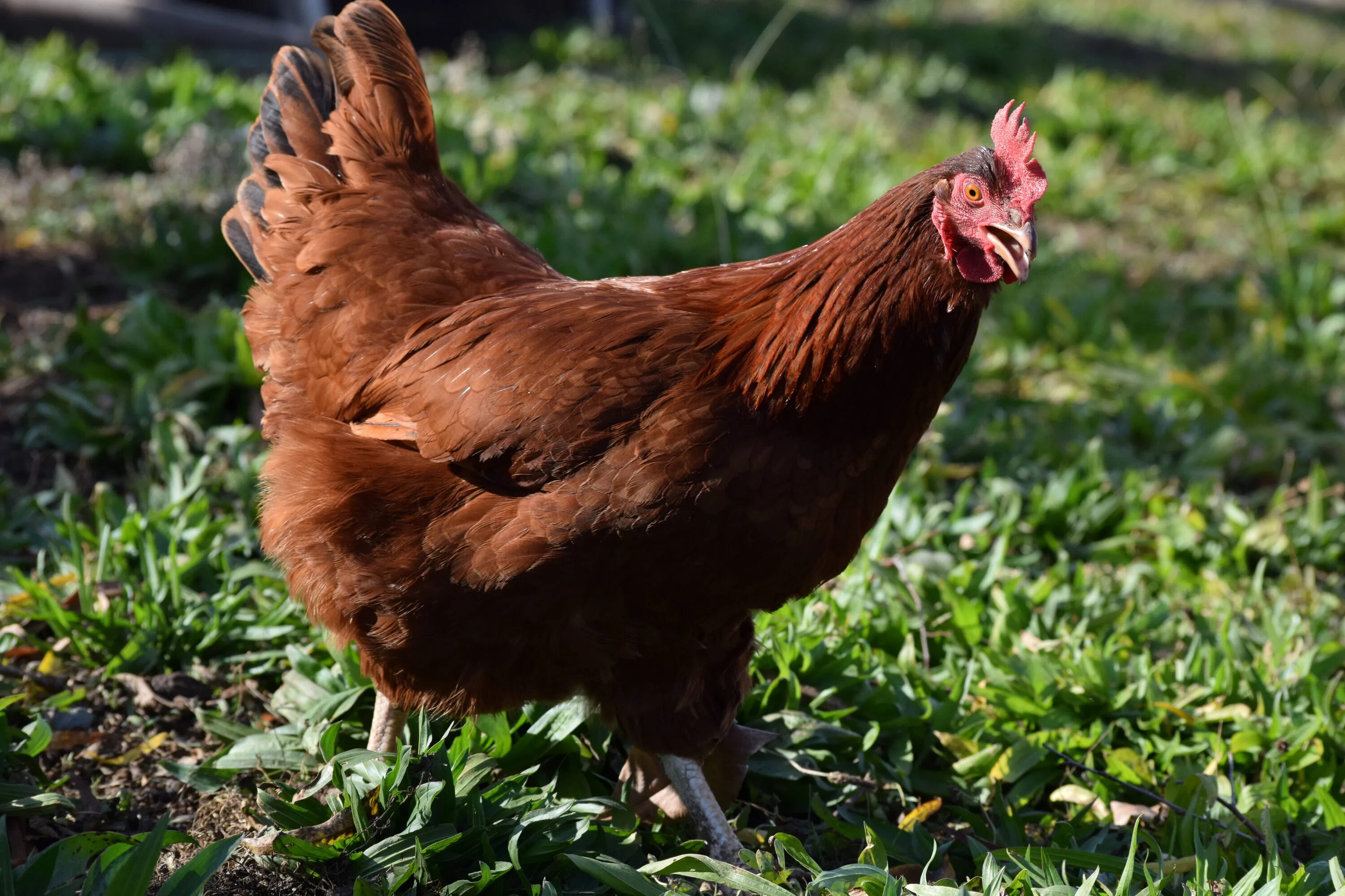 Ред куры описание фото Red domestic chicken free image download