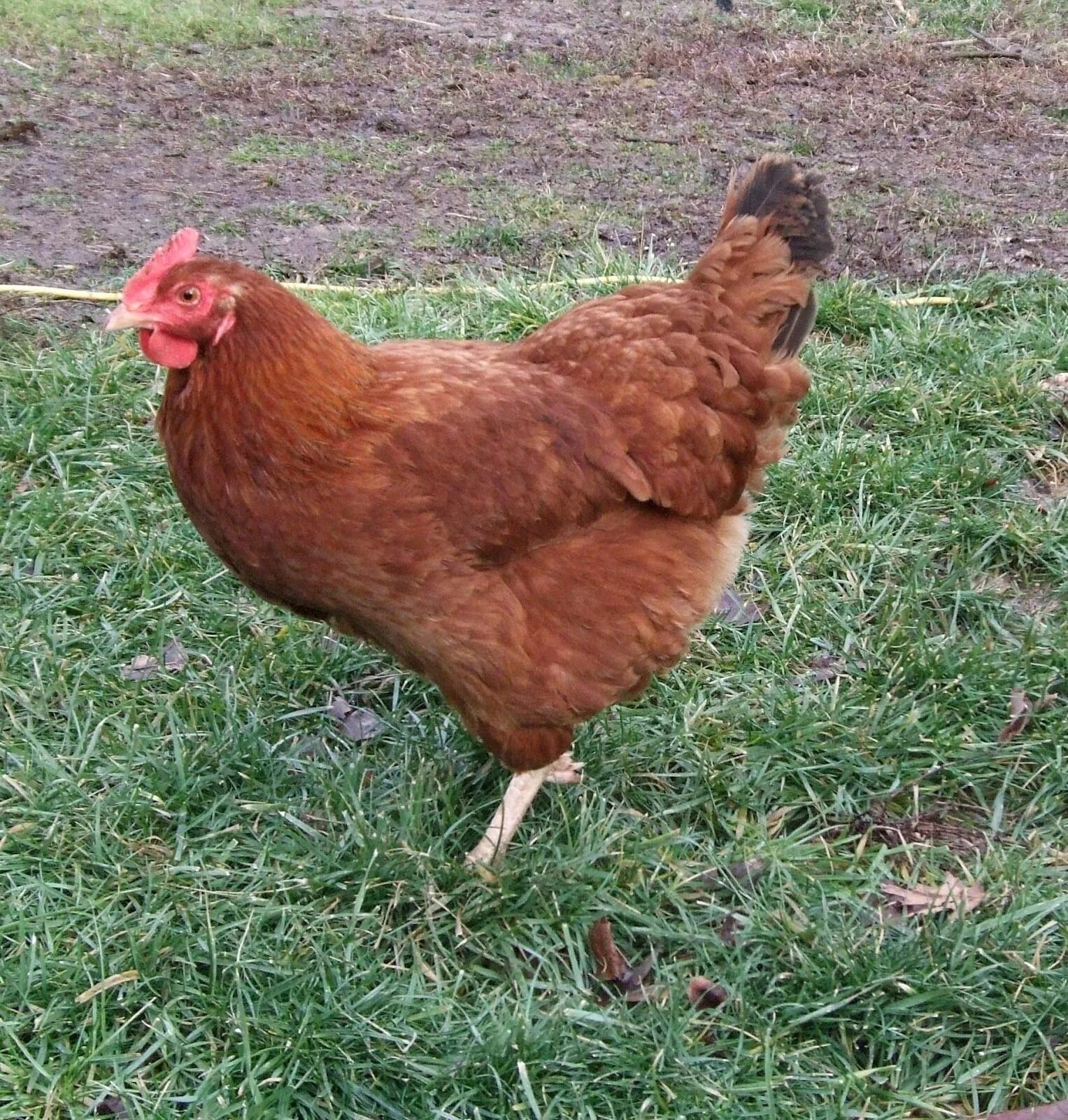 Ред куры описание фото New Hampshire Red Hen Chicken breeds, Chickens backyard, Backyard poultry