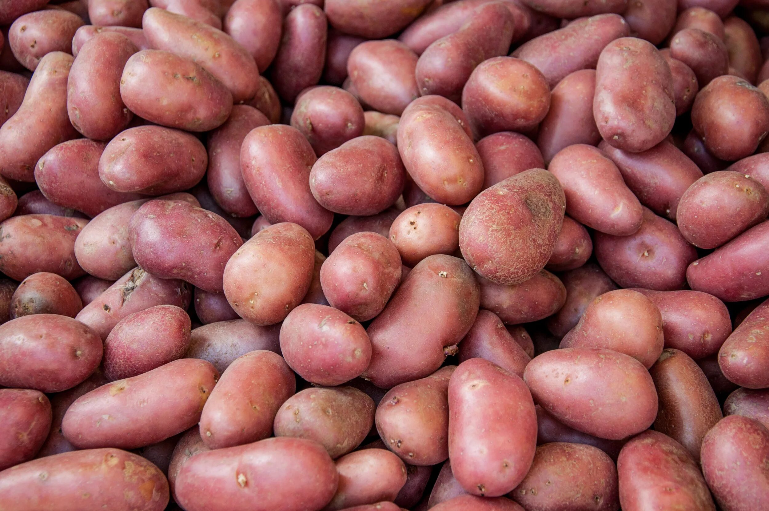 Ред леди картофель характеристика фото Free photo: Organic red potato pile sold on market - Food, Heap, Market - Free D