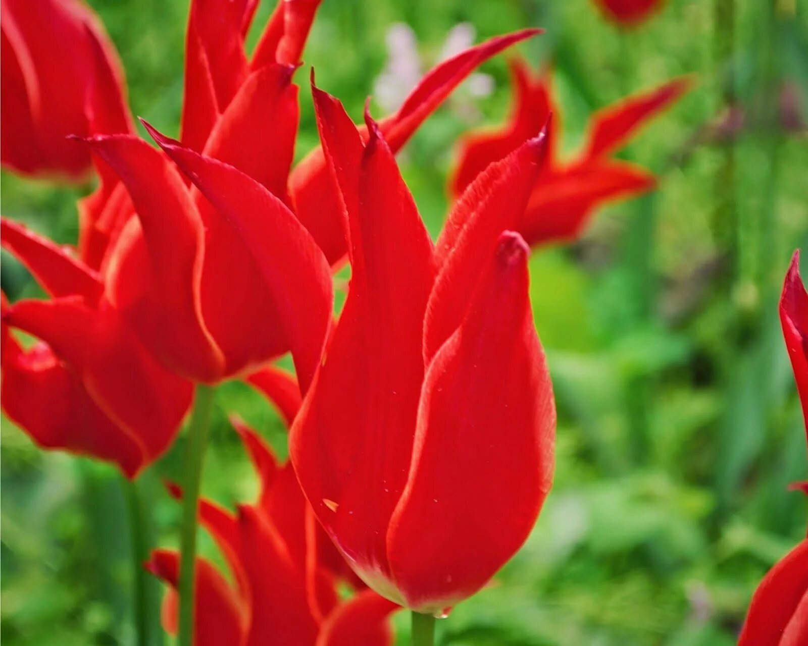 Ред марк тюльпан фото и описание this mare eats oats: Istanbul (not Constantinople) Blue carnations, Red tulips, 