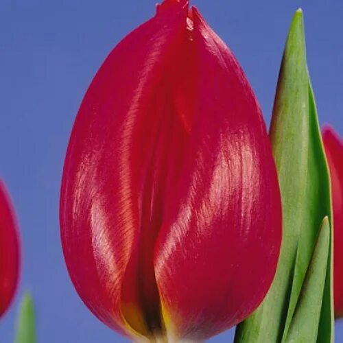 Ред марк тюльпан фото и описание Tulips Adamo types and varieties. Tulips Adamo - planting, pruning, growing and 