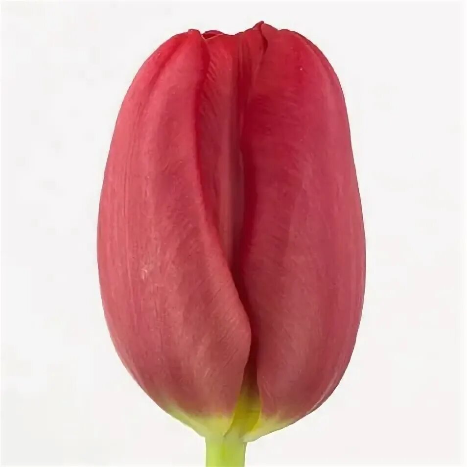 Ред марк тюльпан фото и описание Tulip Triumph Red: фотографии красных триумфальных тюльпанов Естественные пейзаж