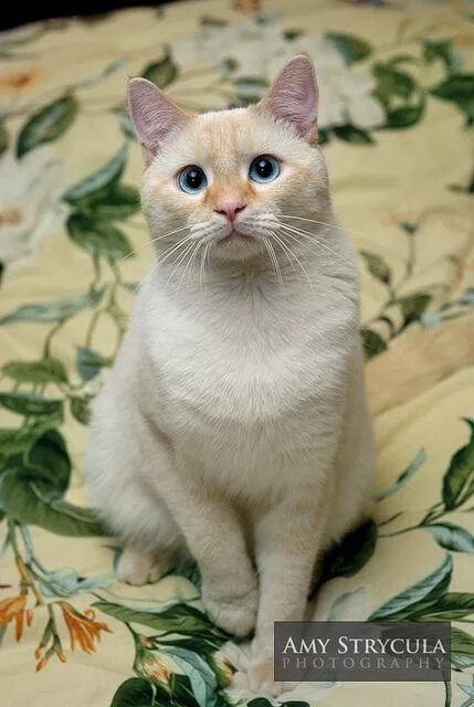 Ред поинт кошки фото Flame Point Siamese Cat Siamese cats, Cat breeds, Cute cats