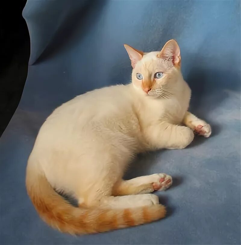 Ред поинт кошки фото Flame Point Siamese Cat Siamese cats, Pretty cats, Siamese kittens