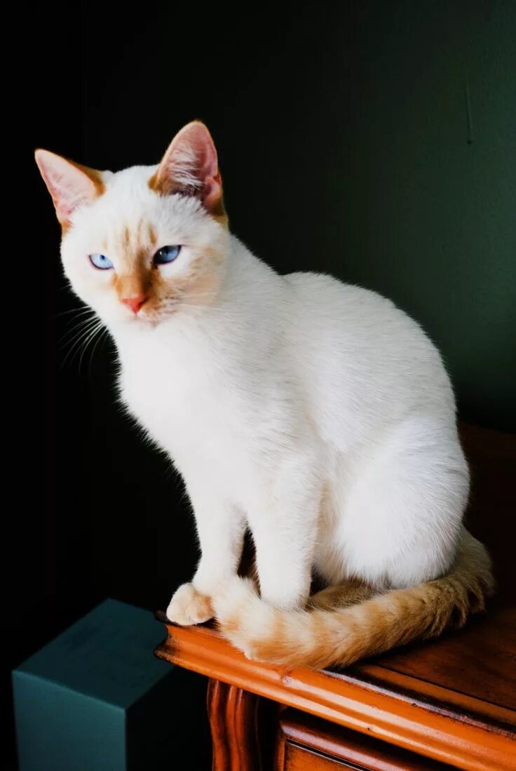 Ред поинт кошки фото Flame point Siamese Siamese cats, Cats, Cats meow