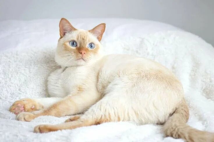 Ред поинт кошки фото Flame Point Siamese: 9 Interesting Facts About This Fiery Cat in 2023 Cats, Siam