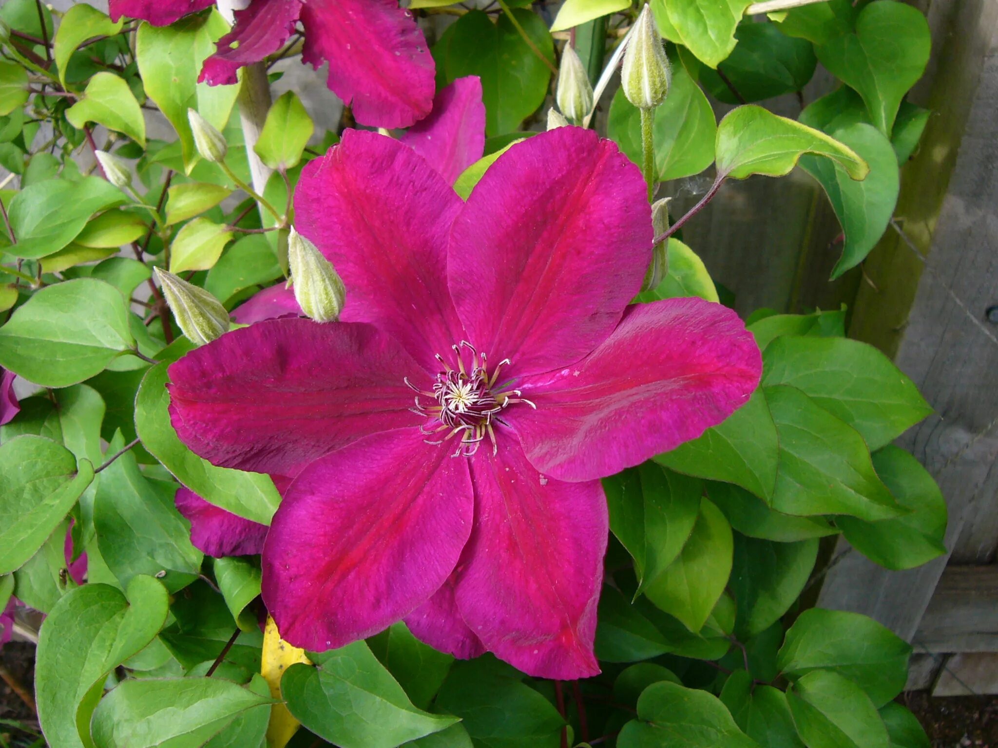 Ред стар клематис группа обрезки фото File:Large clematis (red).JPG - Wikimedia Commons