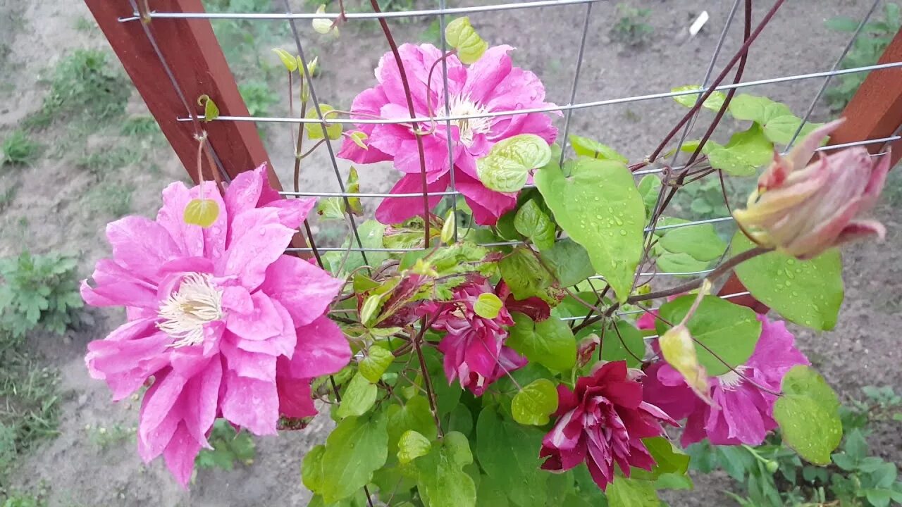 Ред стар клематис группа обрезки фото Клематис Ред Стар . Clematis Red Star . Японские сорта клематисов . Всегда махро