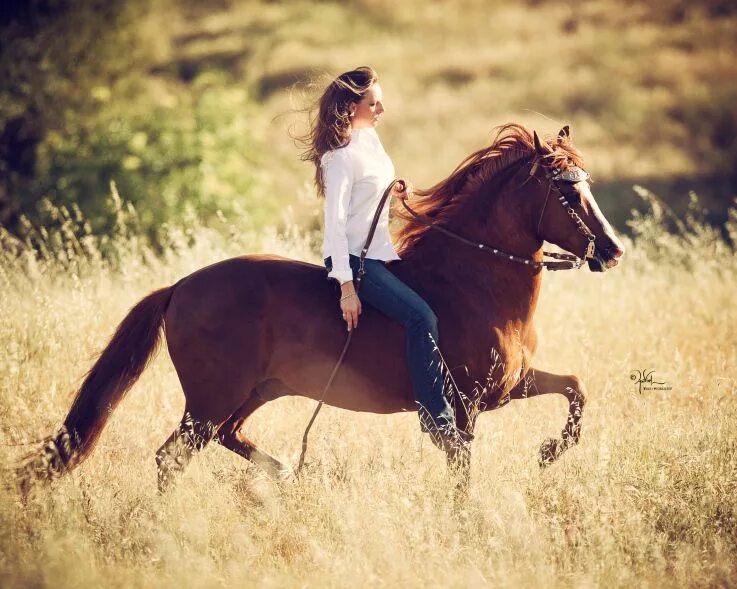 Редактор фото с лошадьми верхом RDS Fastigio - 20 years old Bareback riding, Horses, Horse love