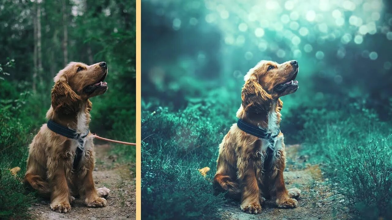 Редактор фото животных Pet Portrait Retouching Photoshop Tutorial Dog Photo Edit - YouTube