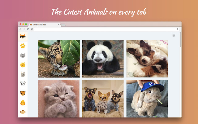 Редактор фото животных Cute Animal Tab - New Tab Theme - Chrome Web Store